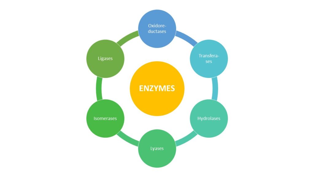types of enzymes